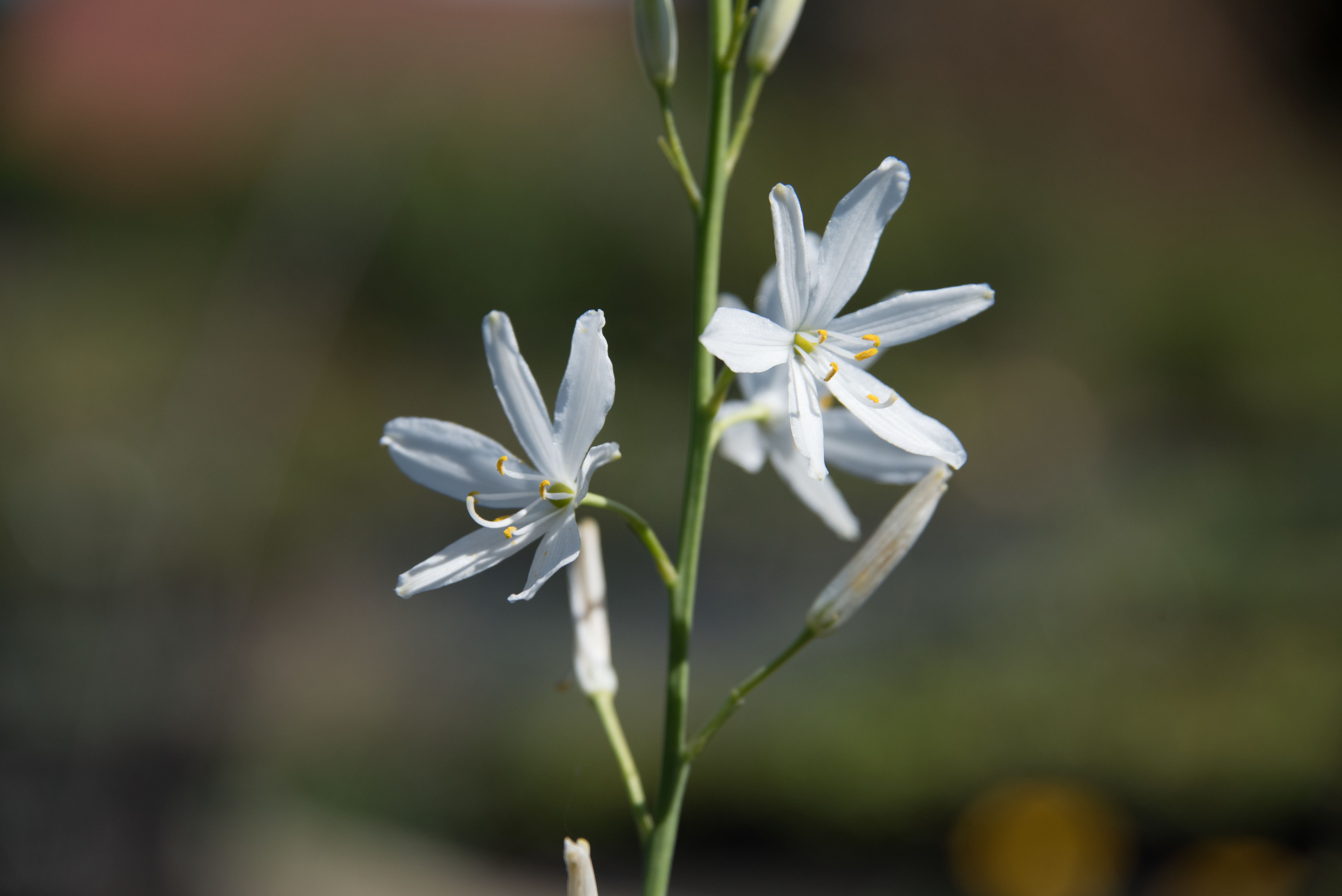 Anthericum liliagoGrote graslelie bestellen